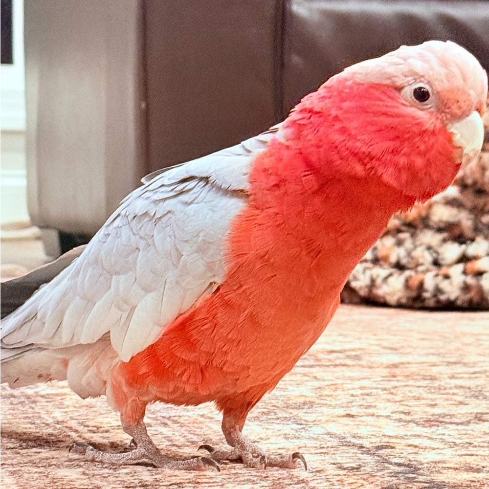 Meet your Posher, Macie